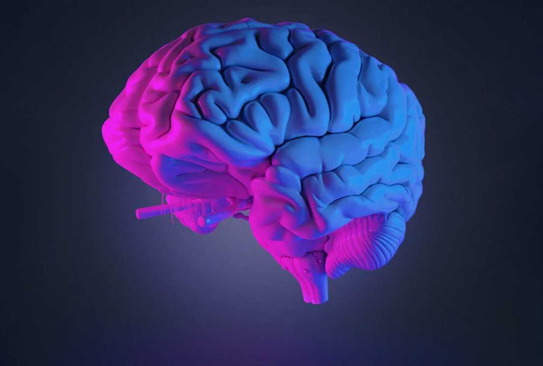 Интересное о мозге человека. Красивый мозг.